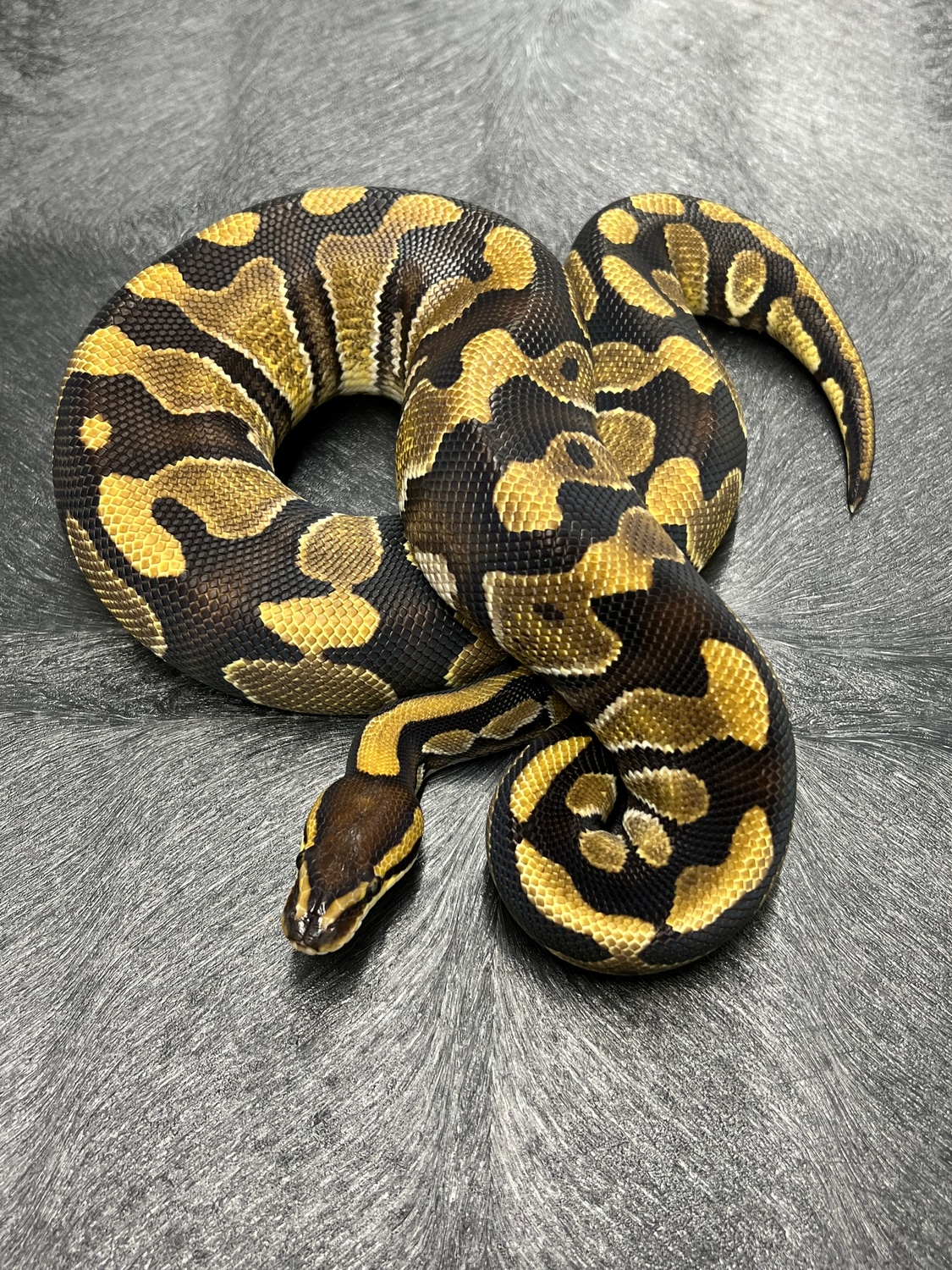 Wookie Enchi DH Dg/Cln Ball Python by Mershon's Morphs LLC - MorphMarket