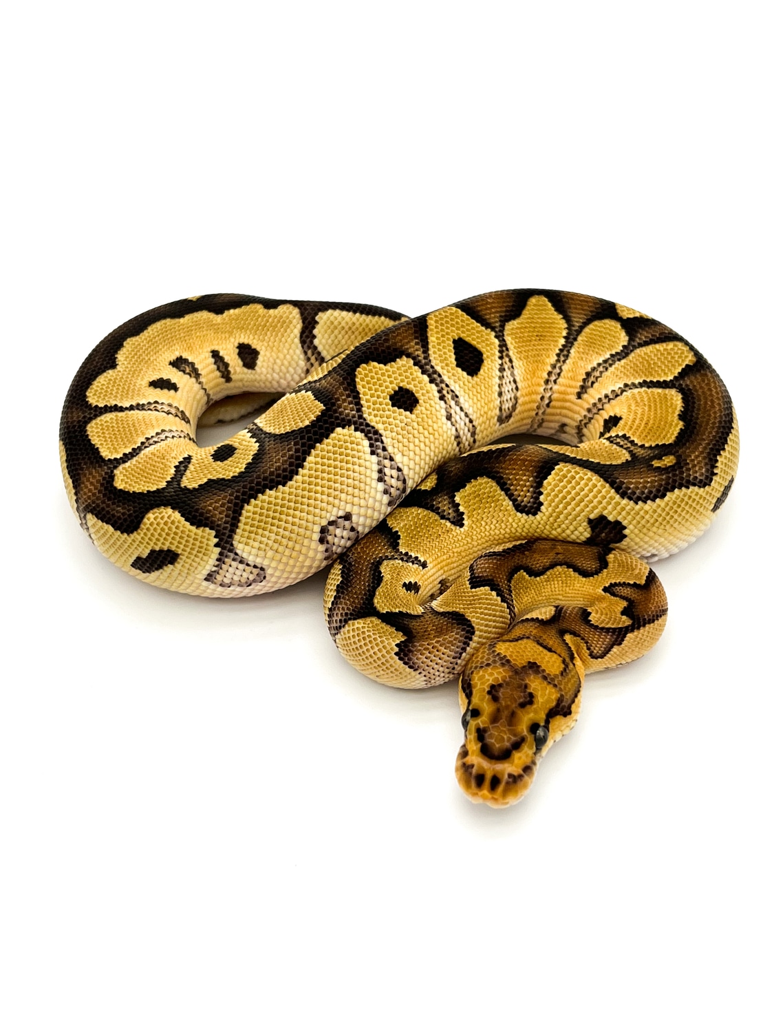 Vanilla/Fire Clown Ball Python by Mershon's Morphs LLC - MorphMarket