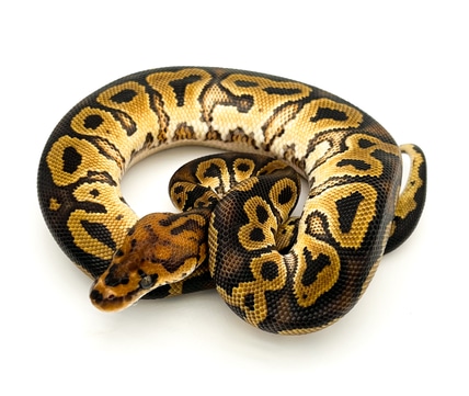 Confusion Spotnose Yellow Belly Clown Ball Python by Mershon's Morphs ...