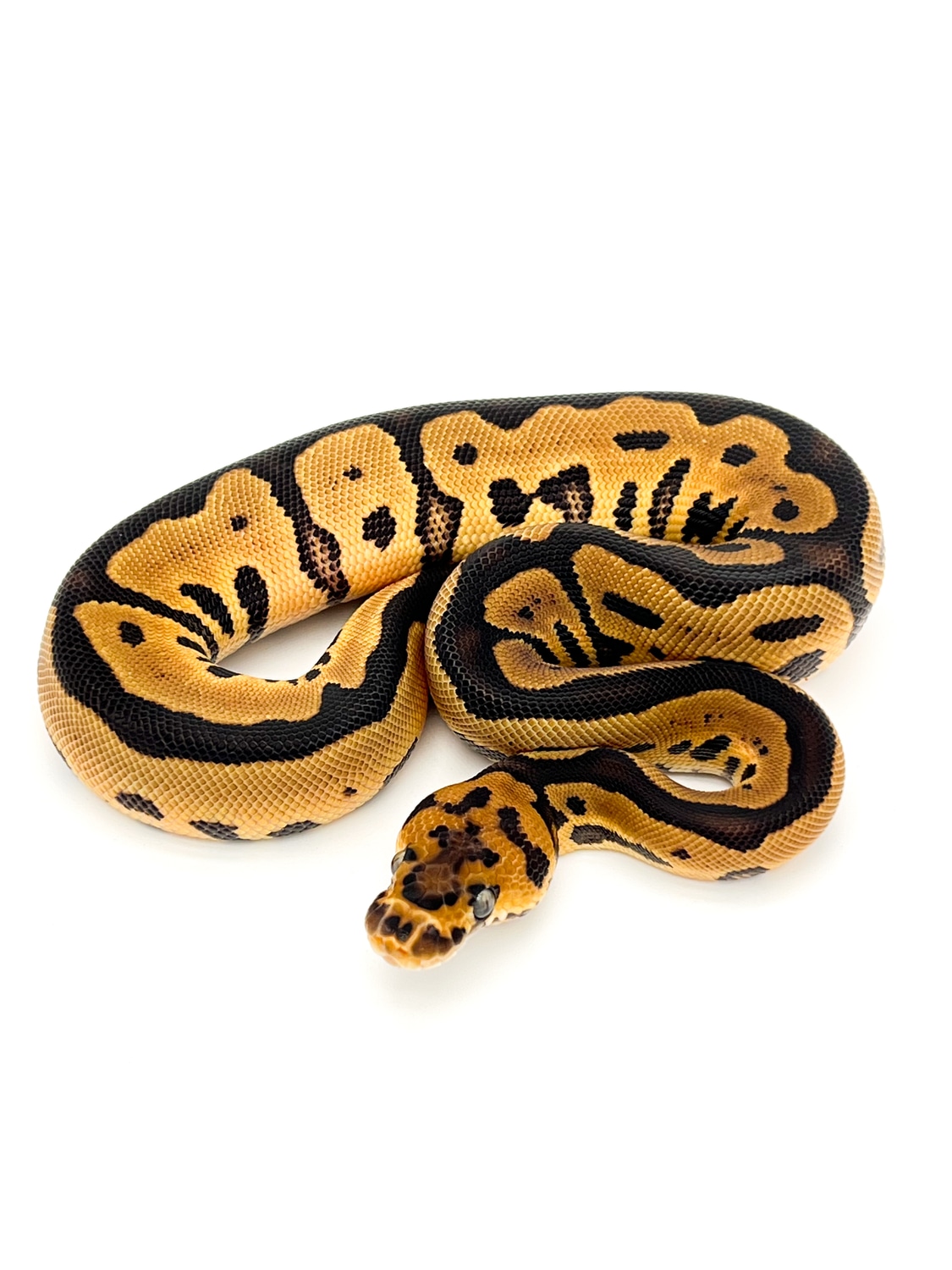 Phantom Leopard Clown Ball Python by Mershon's Morphs LLC - MorphMarket