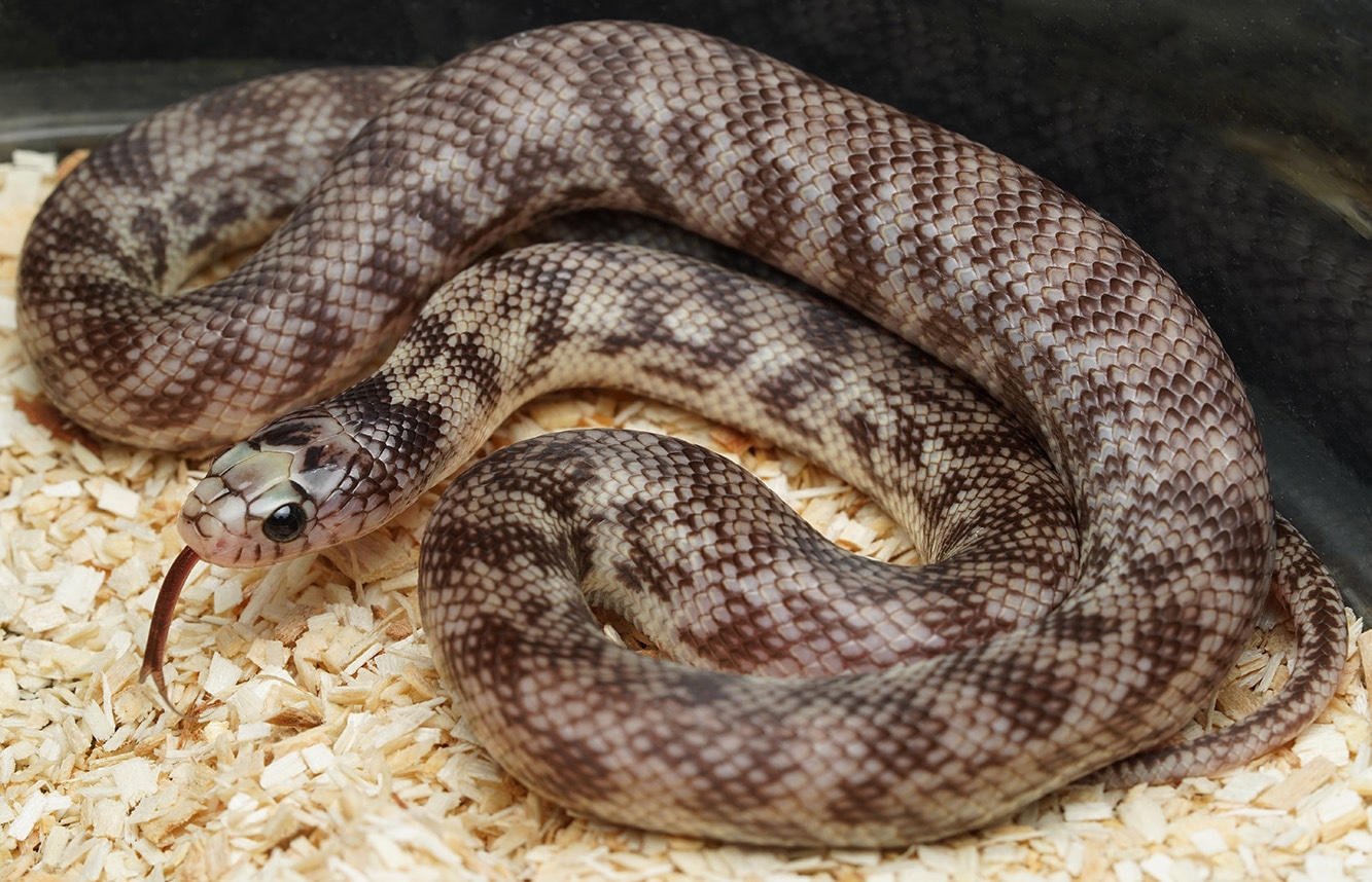 Light Phase Palomar Ghost California Kingsnake by Mesozoic Reptiles MorphMarket