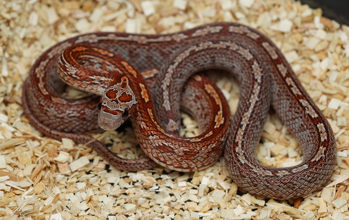 Bloodred Tessera Het Anery Corn Snake by Mesozoic Reptiles - MorphMarket