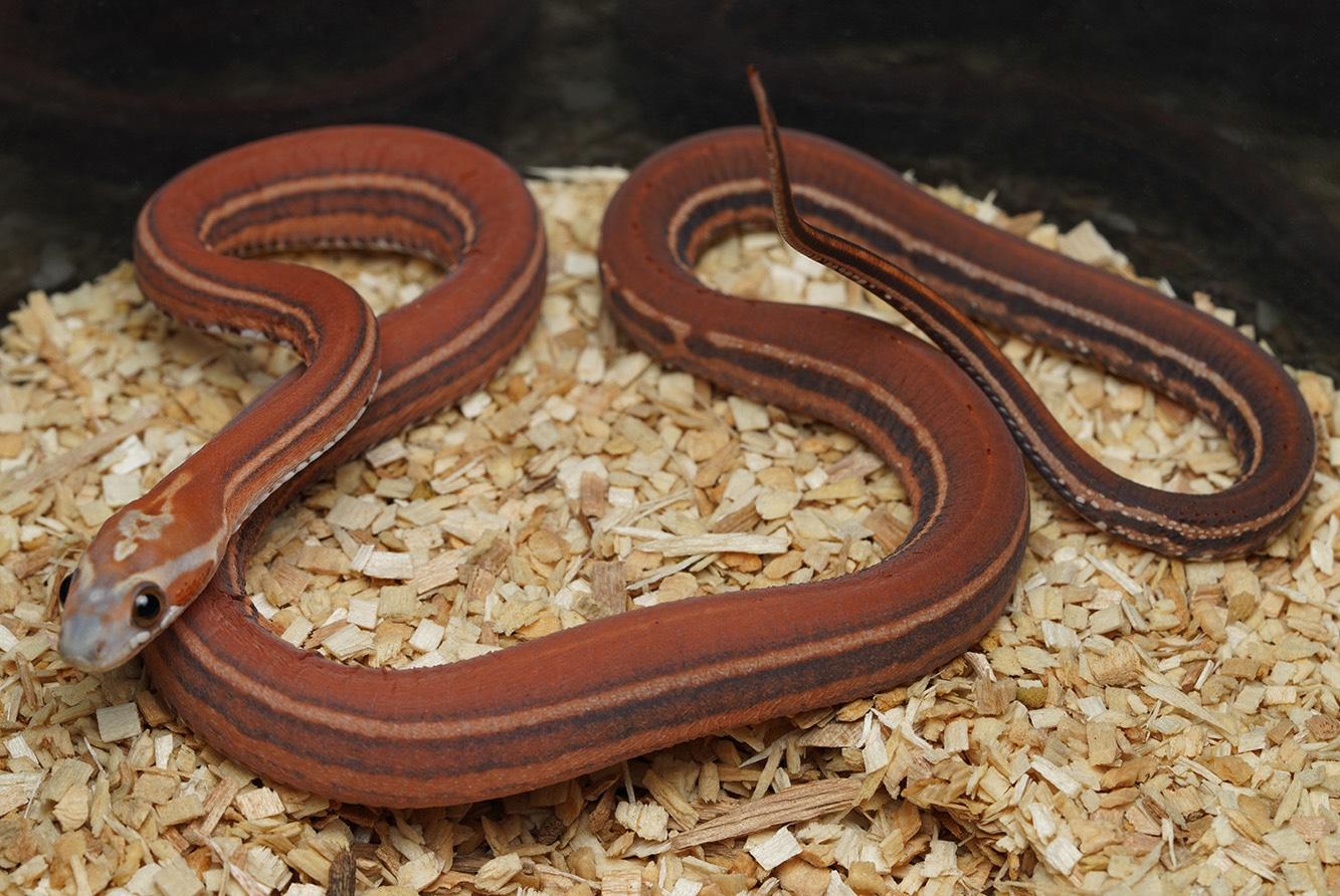 Scaleless Tessera Corn Snake by Mesozoic Reptiles - MorphMarket