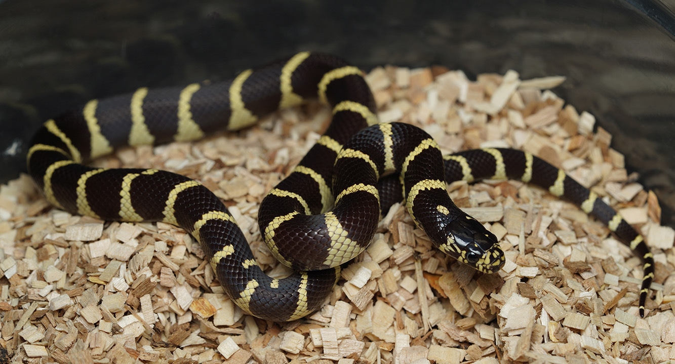Double Het Lavender & Hypermelanistic California Kingsnake by Mesozoic Reptiles MorphMarket