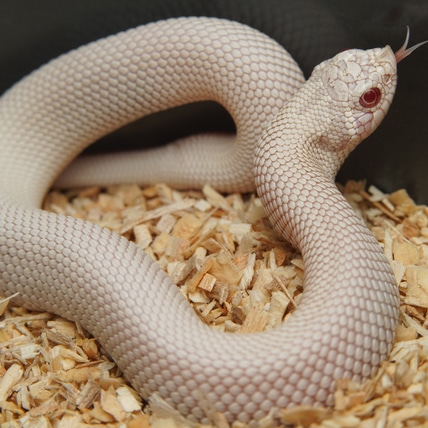 Super Yeti (Snow Superconda) Western Hognose