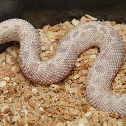 Snow Conda (Yeti) Western Hognose
