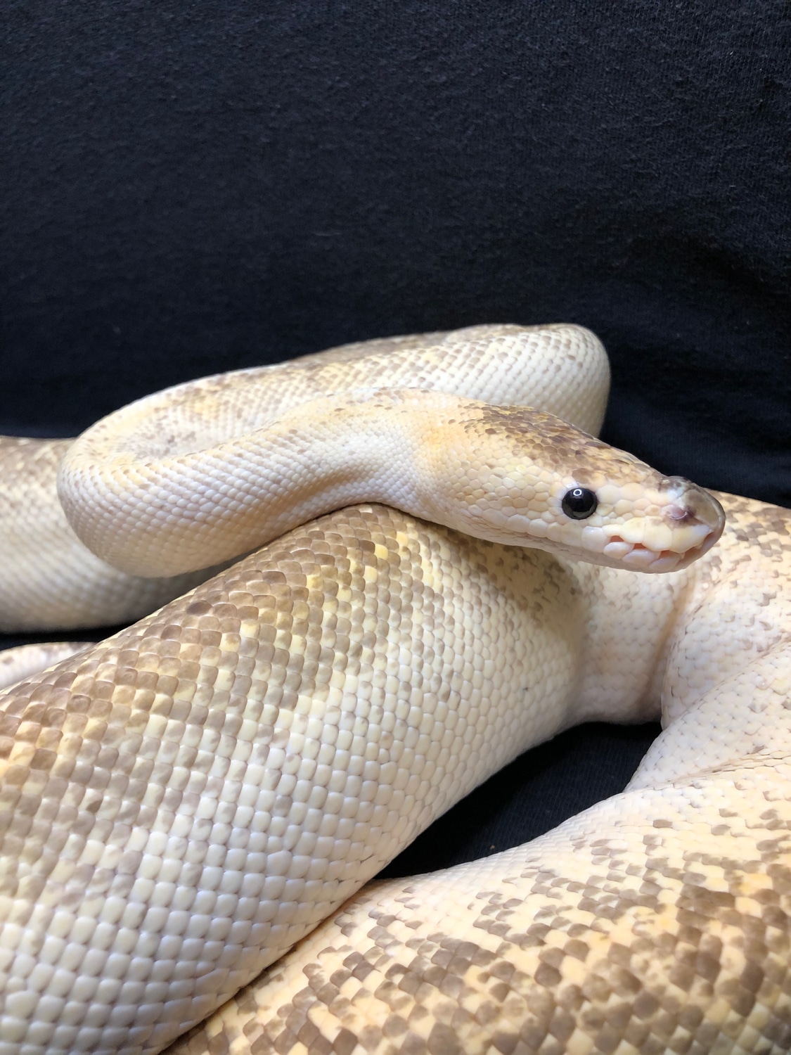 Pastel Calico Champagne Ball Python by Rasta Exotics - MorphMarket