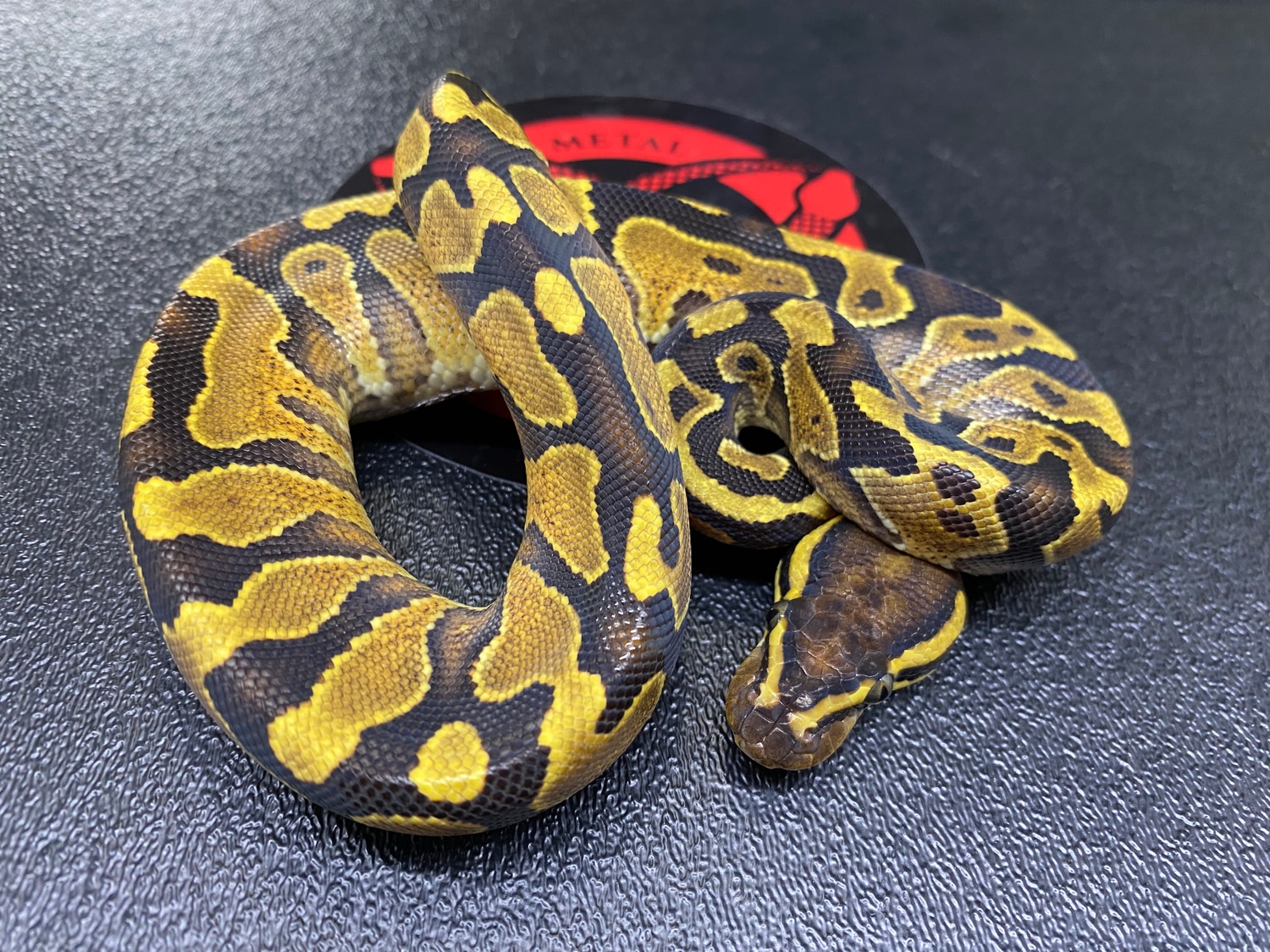 Yb/gravel Ball Python by Metal Scales Reptiles - MorphMarket