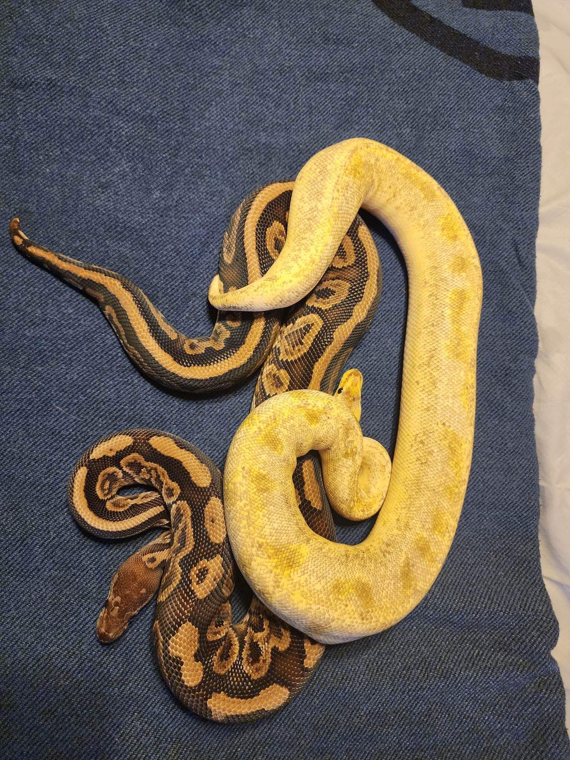 Pair 2019 Male Black Pastel YB Or Specter & 2020 Female Pastel