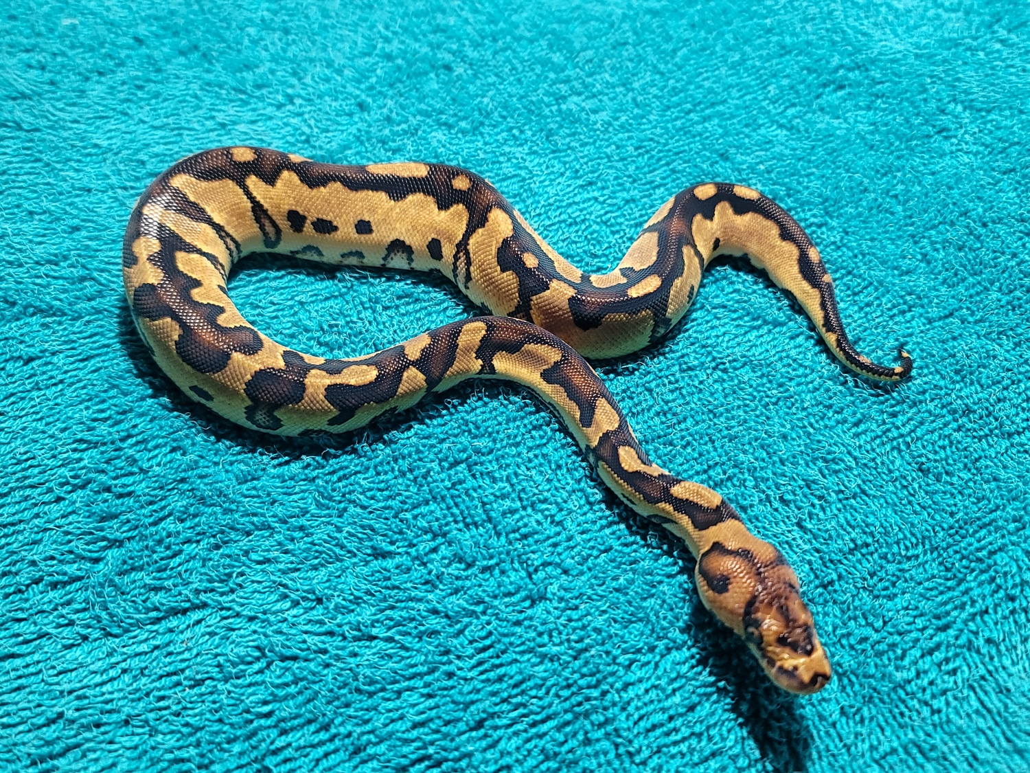 2021 Female Blade Clown Ball Python by MetaMorph Reptiles LLC MorphMarket