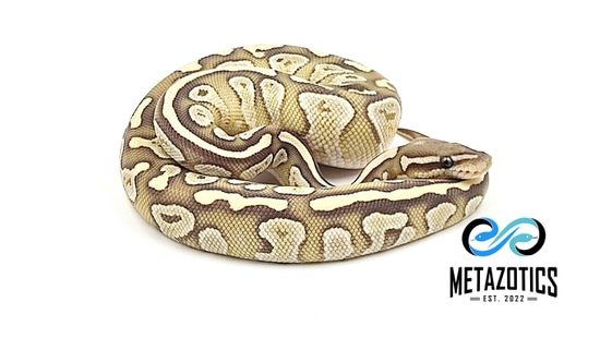 Chocolate Lesser Ghost Ball Python by Metazotics