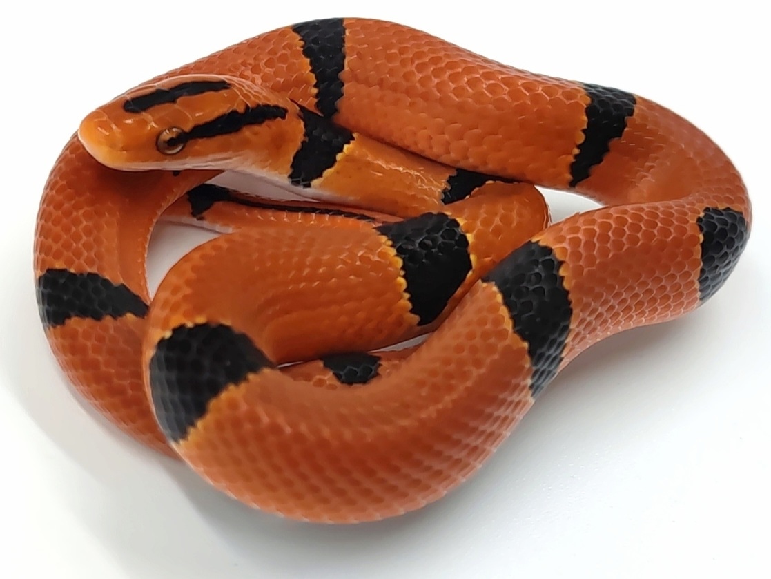 Yunnan (Pulcher) Bamboo Rat Snake by Metazotics MorphMarket