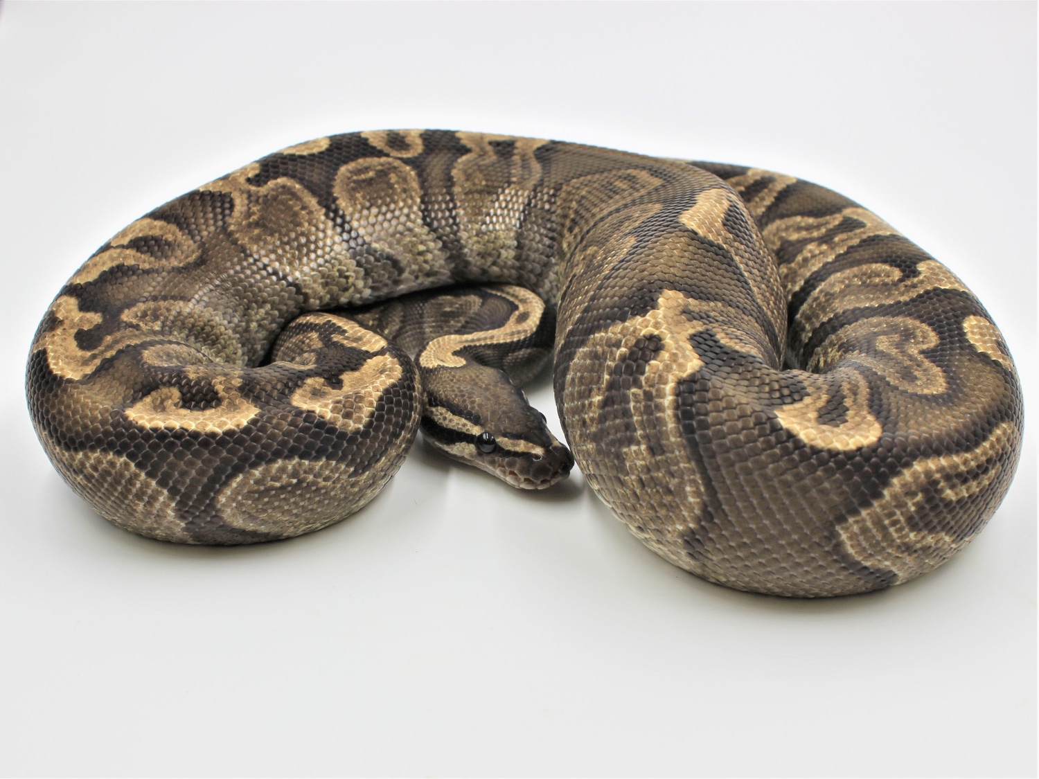 GHI Ball Python by Metazotics - MorphMarket