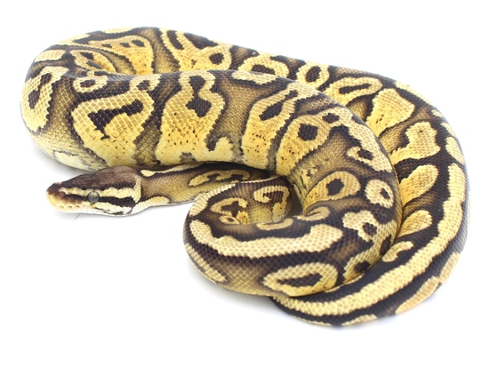 Pastel Yellow Belly Red Stripe Possible Het Genetic Stripe Ball Python ...