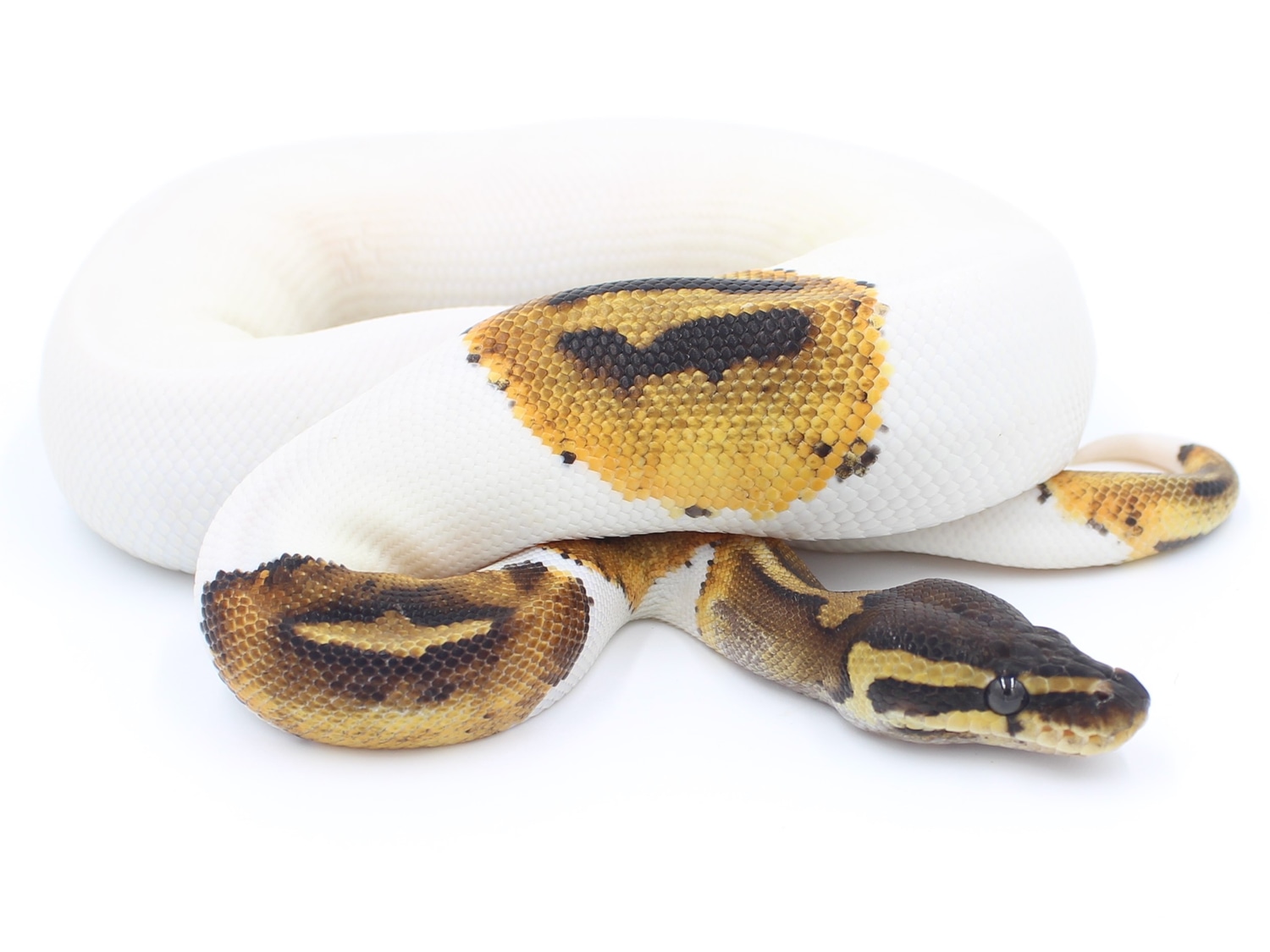 Pied Ball Python by Metazotics - MorphMarket