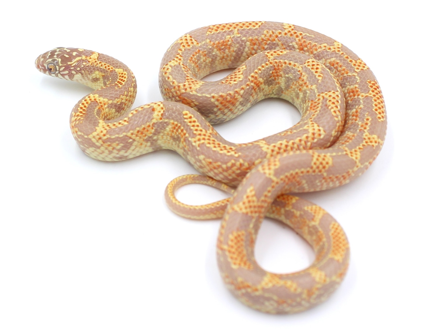 Albino Mosaic Brooks' Kingsnake by Metazotics MorphMarket