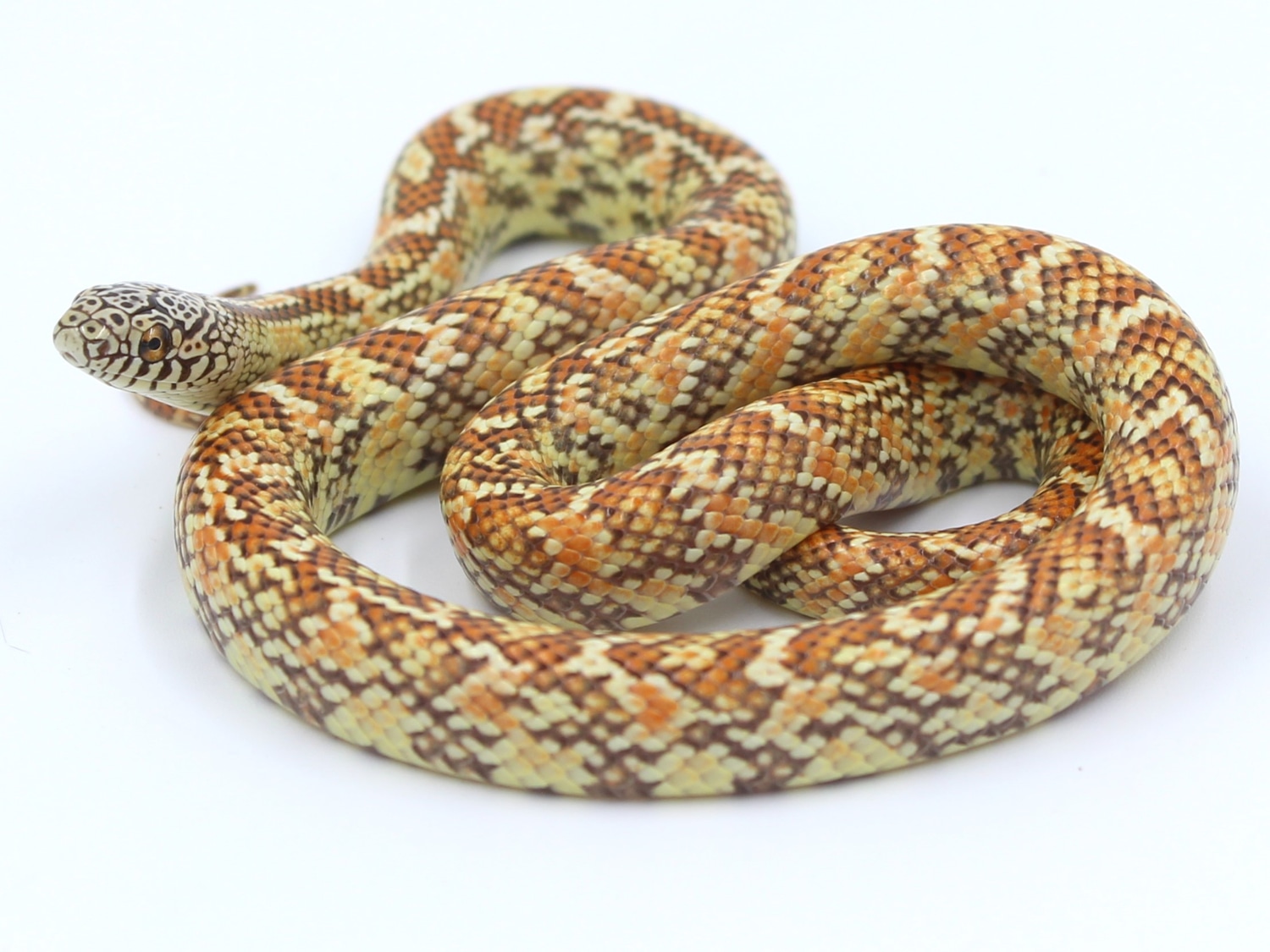 Hypo Brooks' Kingsnake by Metazotics MorphMarket