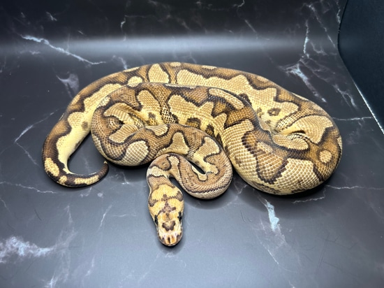 Fire Yellowbelly Clown (RedStripe) 650g Ball Python by Meteoric ...