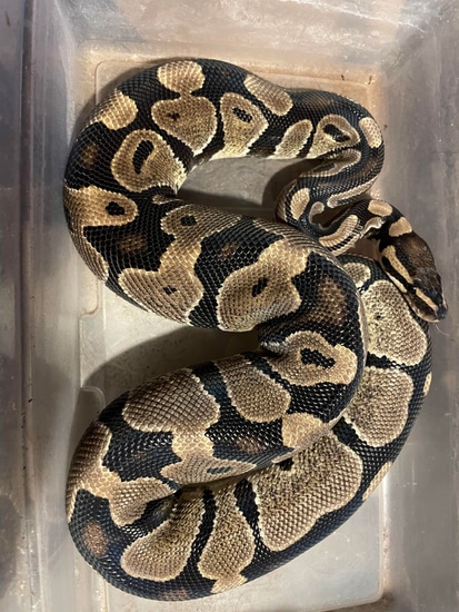 Normal Het Pied Ball Python by Methodic Creatures