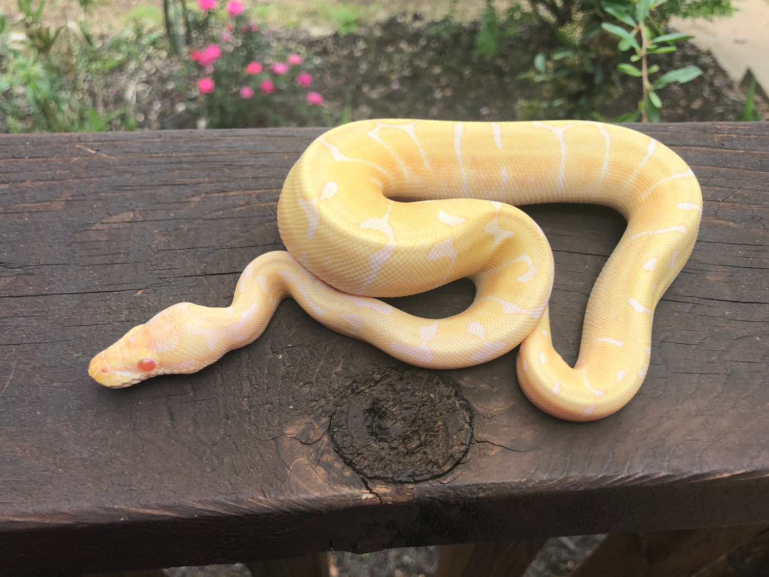 Spider Albino Ball Python by Double Helix Reptiles - MorphMarket