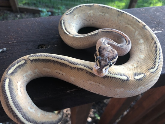 Double Freeway Ball Python Freeway Ball Python by Double Helix Reptiles