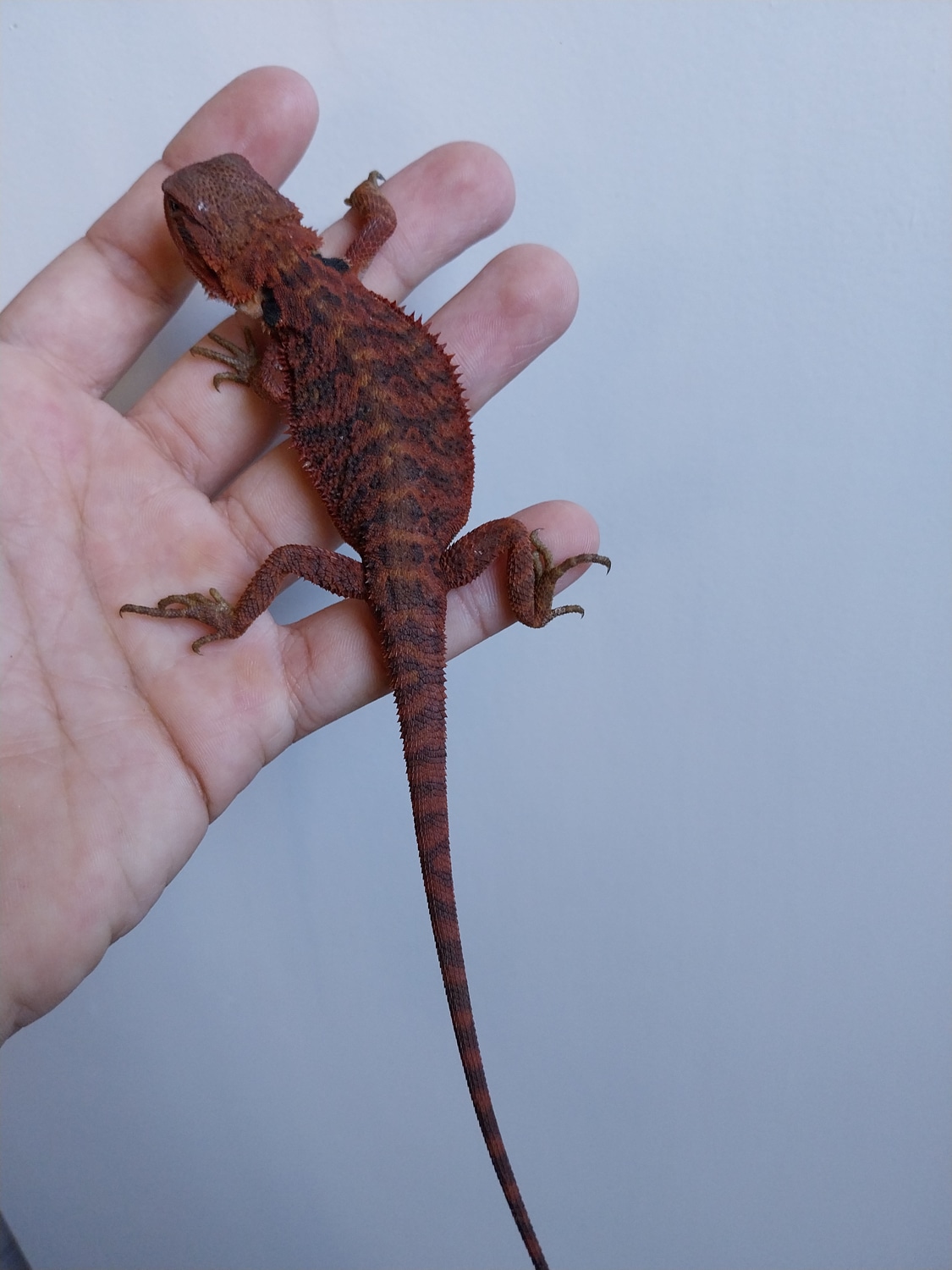 Dark Red Central Bearded Dragon by MG Ballpythons MorphMarket