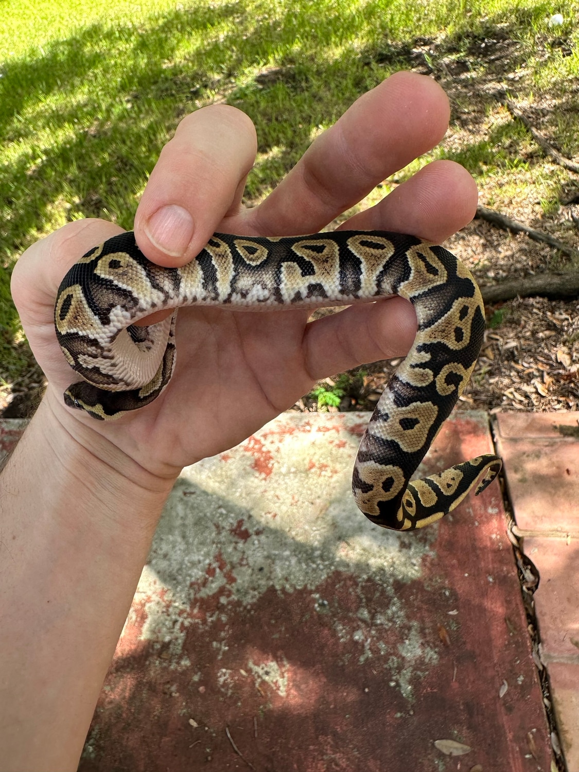 Phantom 66% Het Monsoon Ball Python by WhiteHart Reptiles, LLC ...