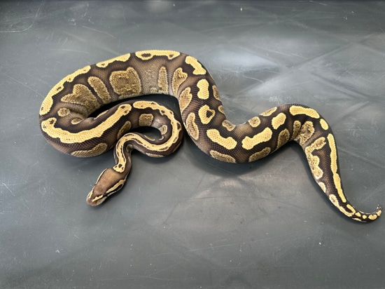 700 GRAM Cypress GHI Fire Het Clown Ball Python by WhiteHart Reptiles