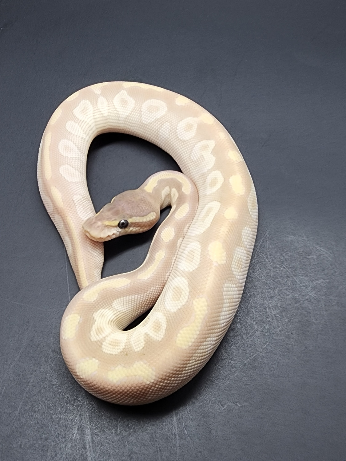 Male Purple Passion Ball Python by Coastal Creatures LLC - MorphMarket