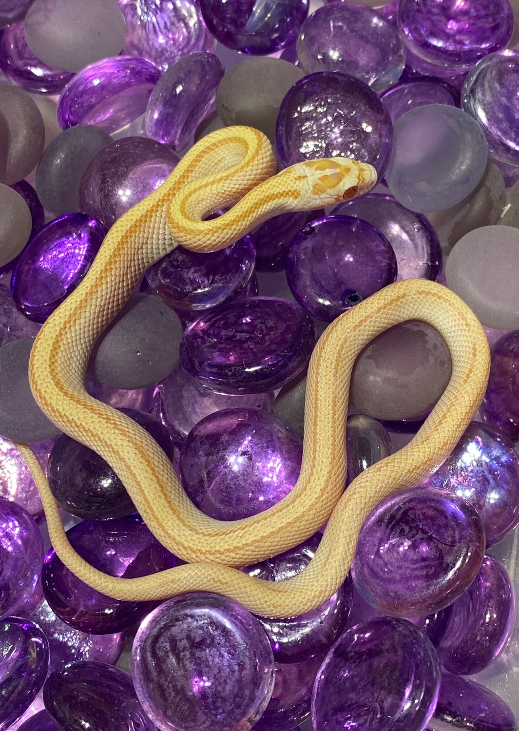 Butter Stripe Het Palmetto (F) Corn Snake by Alchemy Exotics MorphMarket