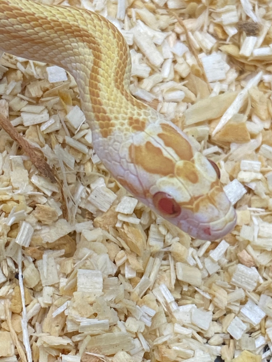 Butter Stripe Het Palmetto (F) Corn Snake by Alchemy Exotics MorphMarket