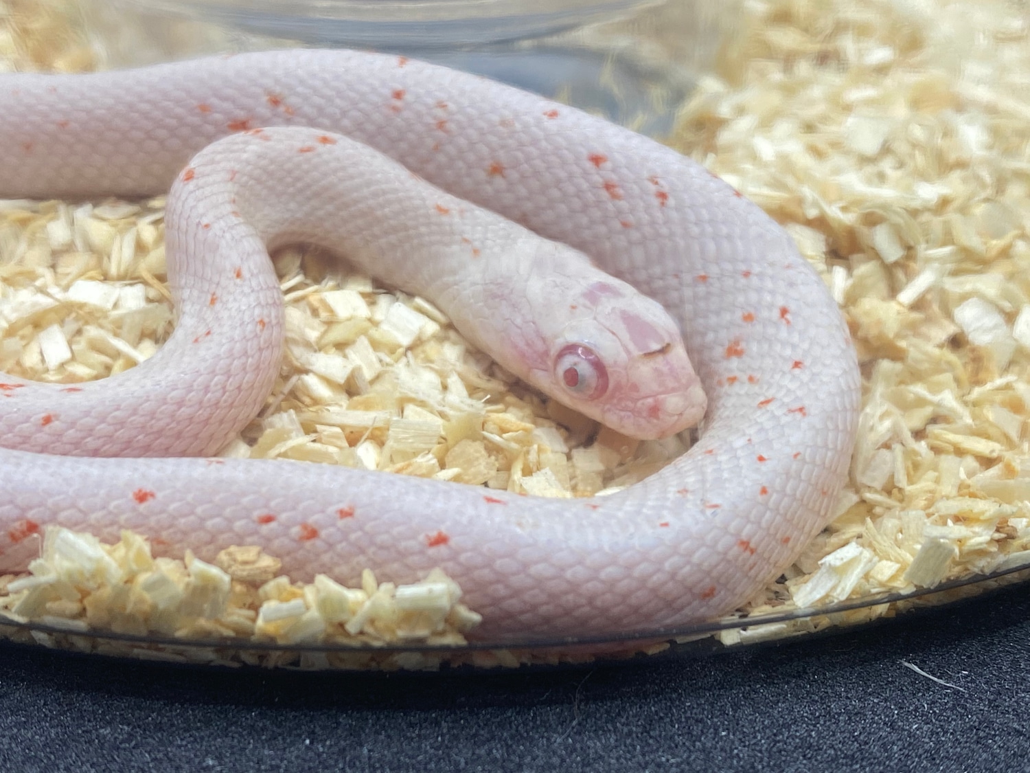 Amelanistic Palmetto Corn Snake by Alchemy Exotics MorphMarket
