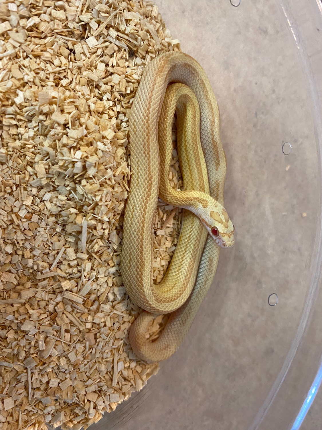 Butter Stripe Het Palmetto (M) Corn Snake by Alchemy Exotics MorphMarket