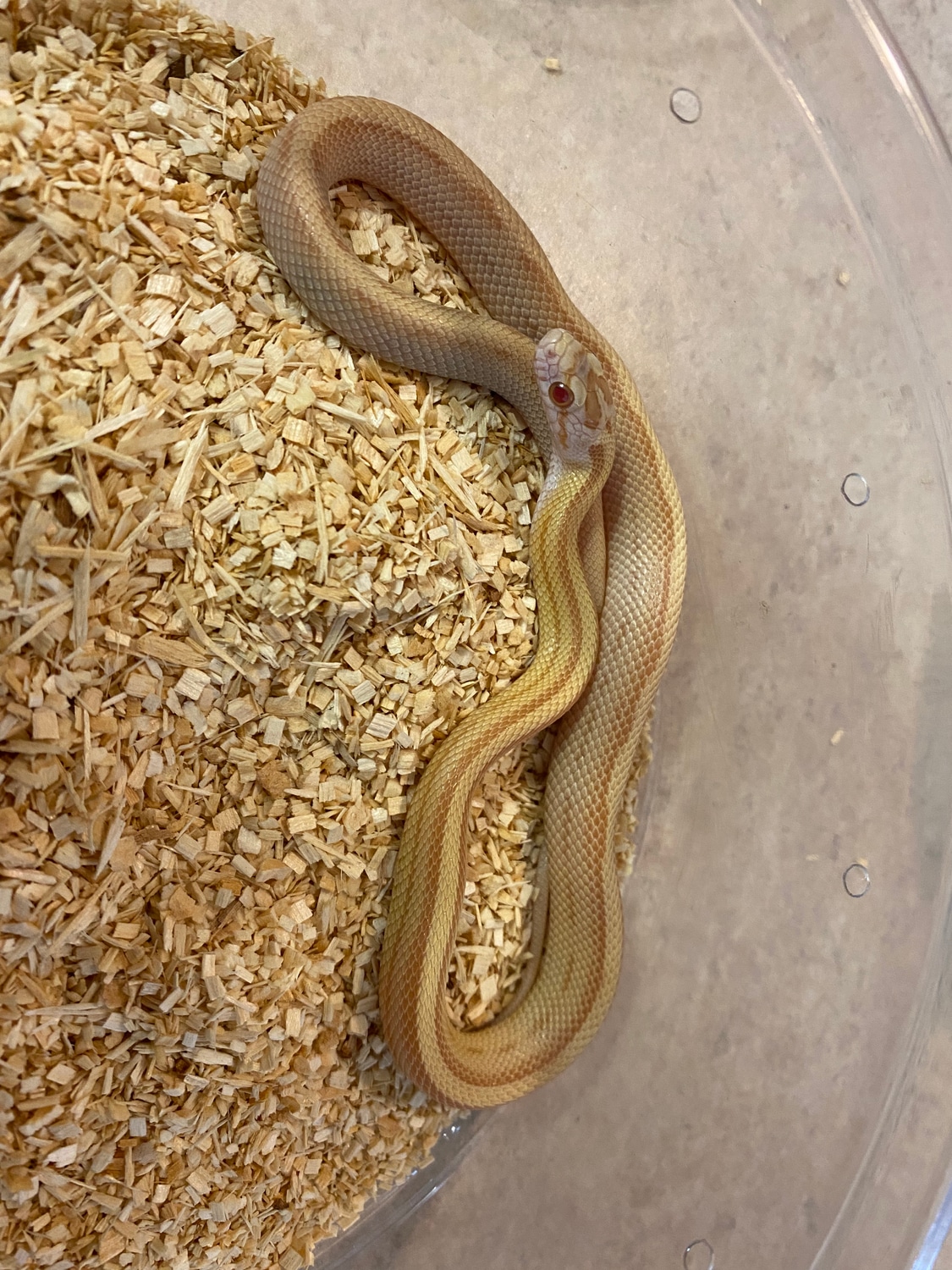 Butter Stripe Het Palmetto (M) Corn Snake by Alchemy Exotics MorphMarket