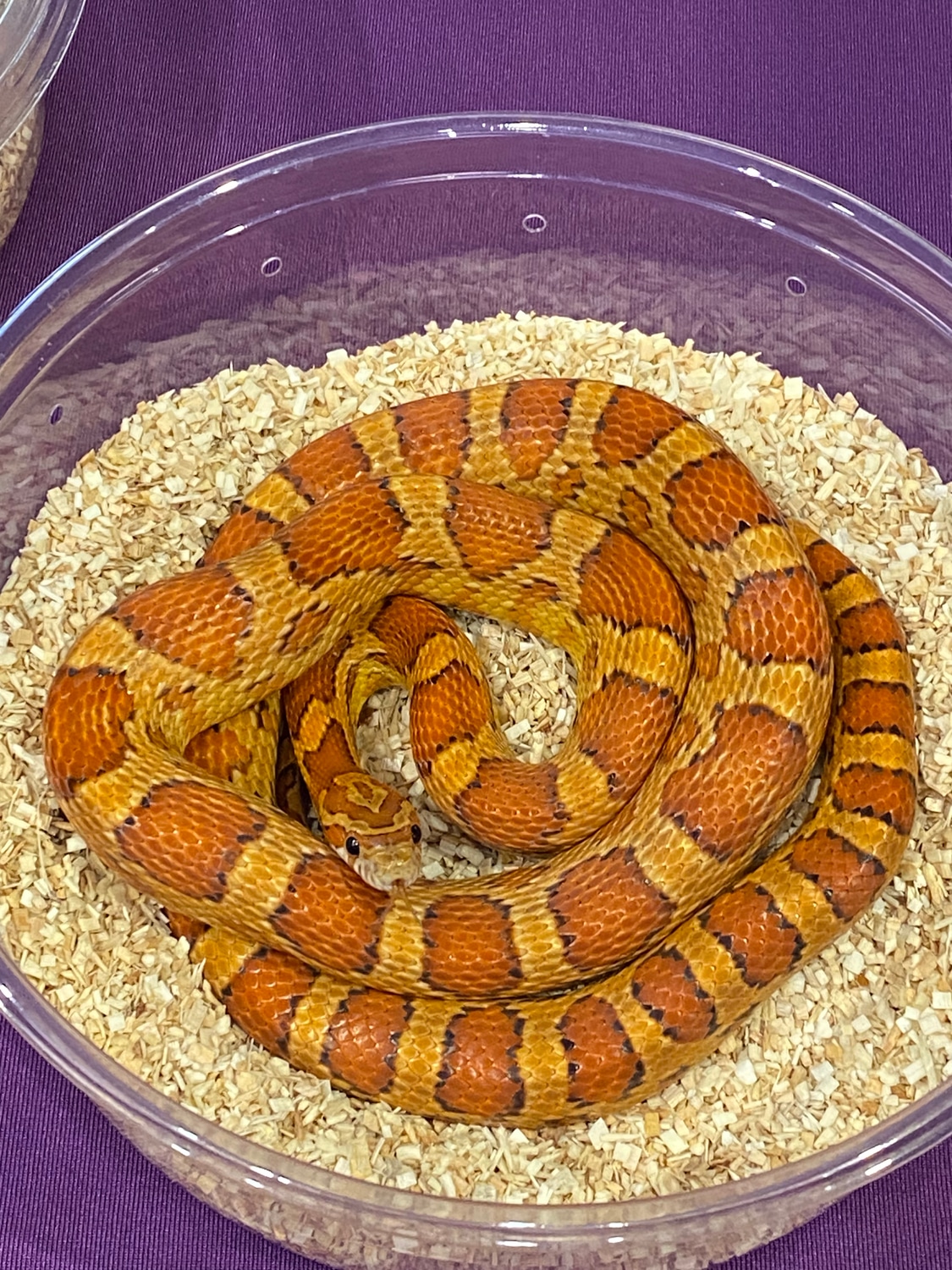 Okeetee Het Scaleless Corn Snake by Alchemy Exotics - MorphMarket