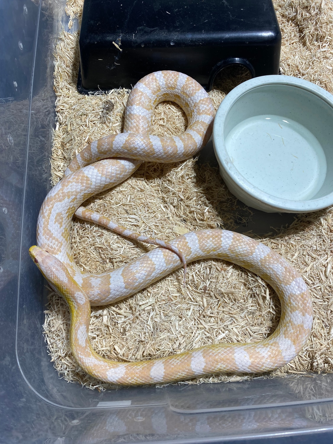 Snow Het Palmetto Corn Snake by Alchemy Exotics MorphMarket