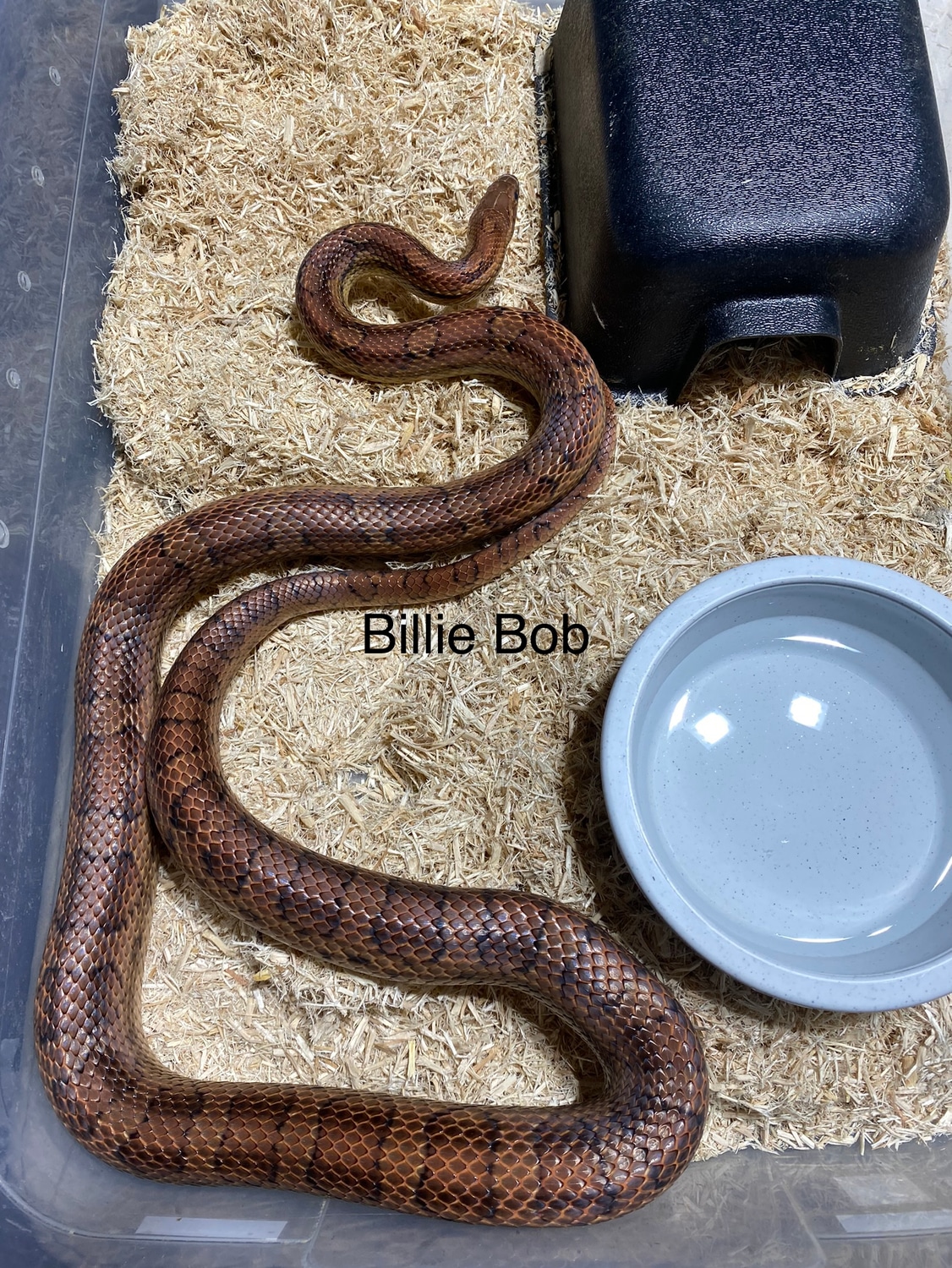 Okeetee Het Palmetto Het Amel Ph Anery Male (Billy Bob) Corn Snake by ...
