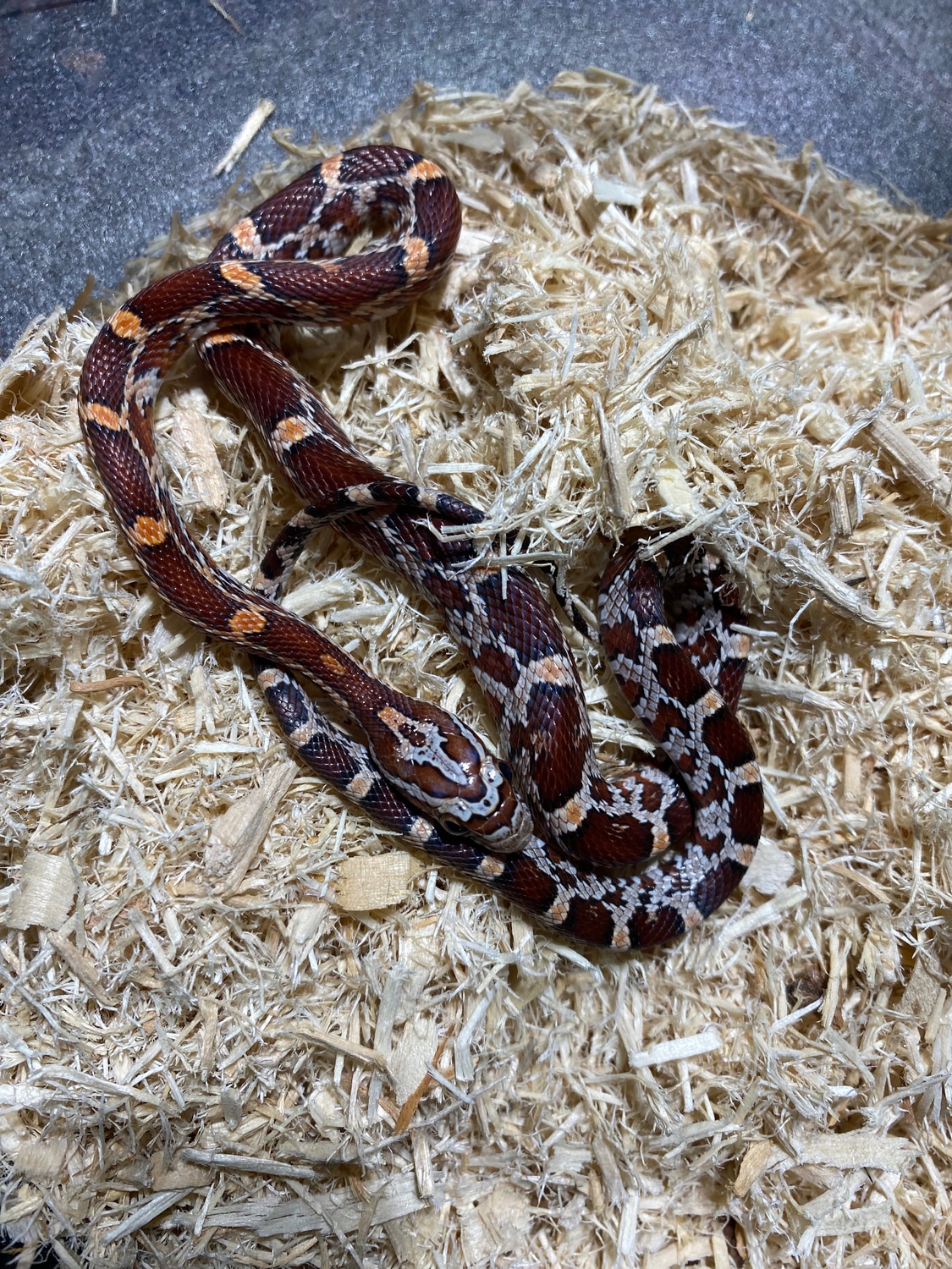 Okeetee Het Caramel Possible Het Amel/Diffused Corn Snake by Alchemy