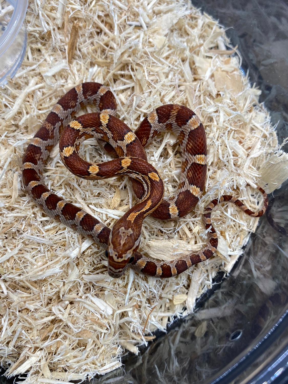 Normal Het Palmetto/Snow Corn Snake by Alchemy Exotics MorphMarket