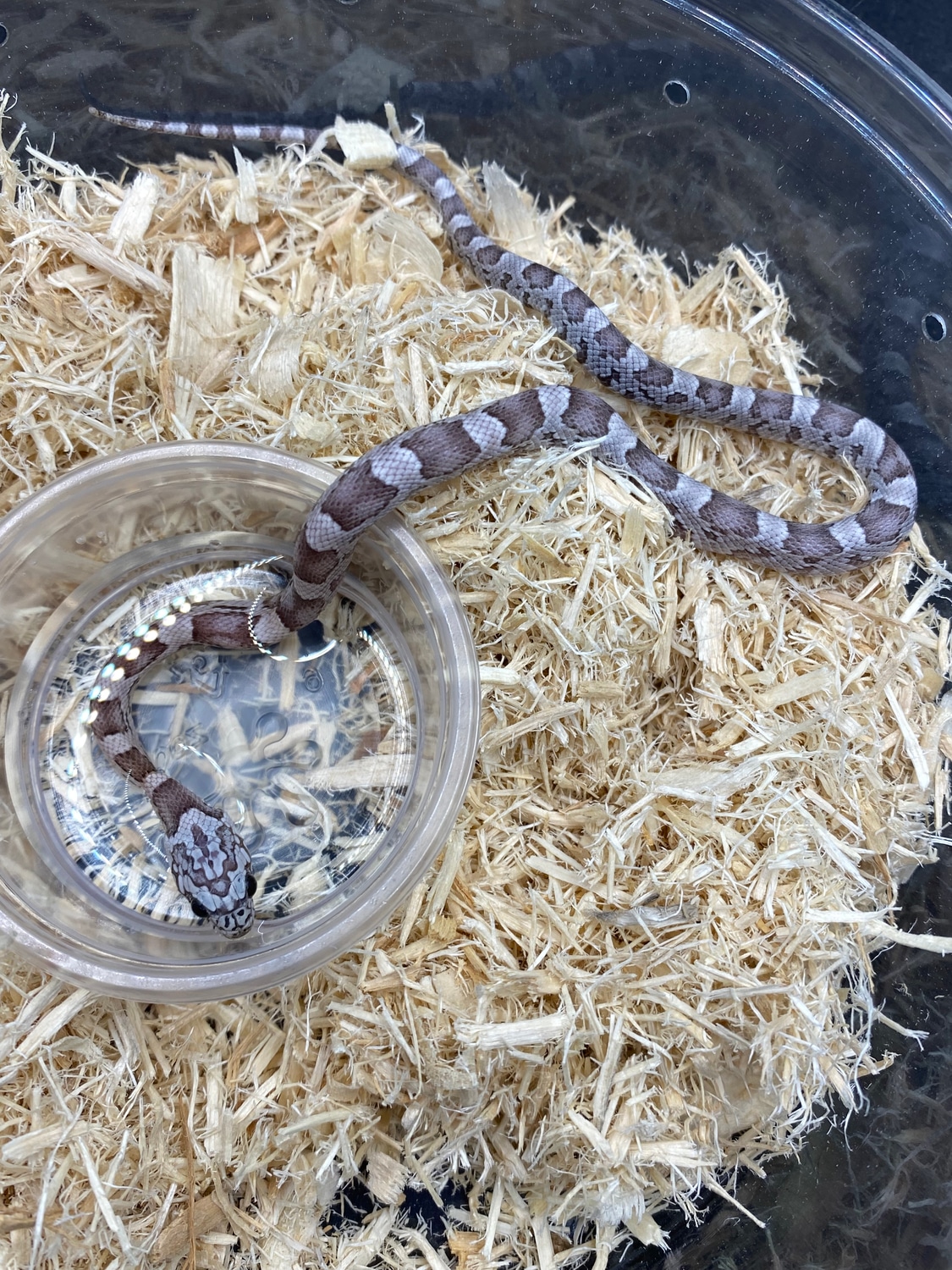 Sunkissed Anery Het Hypo Ph Motley Corn Snake by Alchemy Exotics ...