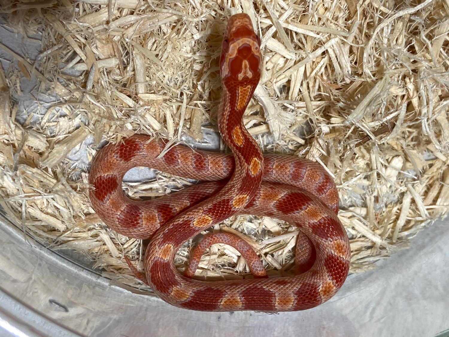 Amelanistic Corn Snake by Alchemy Exotics MorphMarket