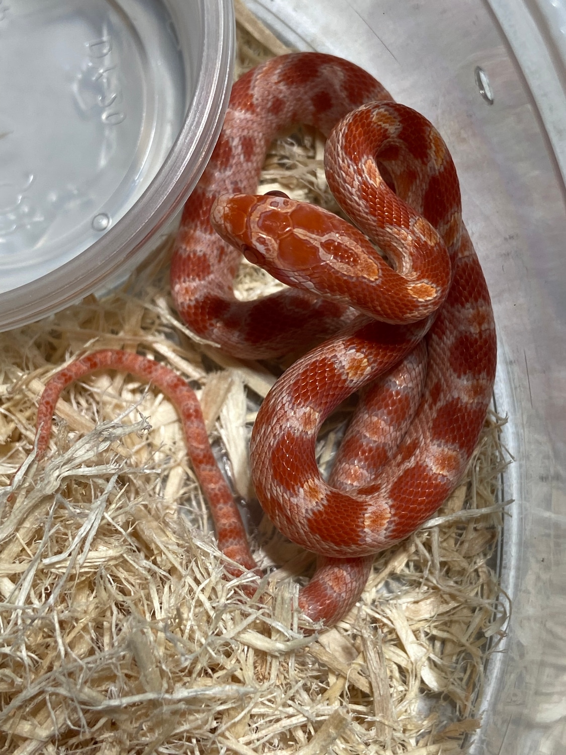 Amelanistic Corn Snake by Alchemy Exotics - MorphMarket
