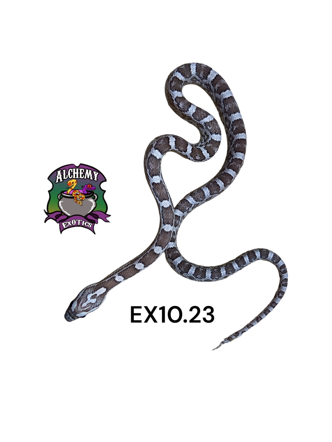 Ghost Corn Snake by Alchemy Exotics MorphMarket