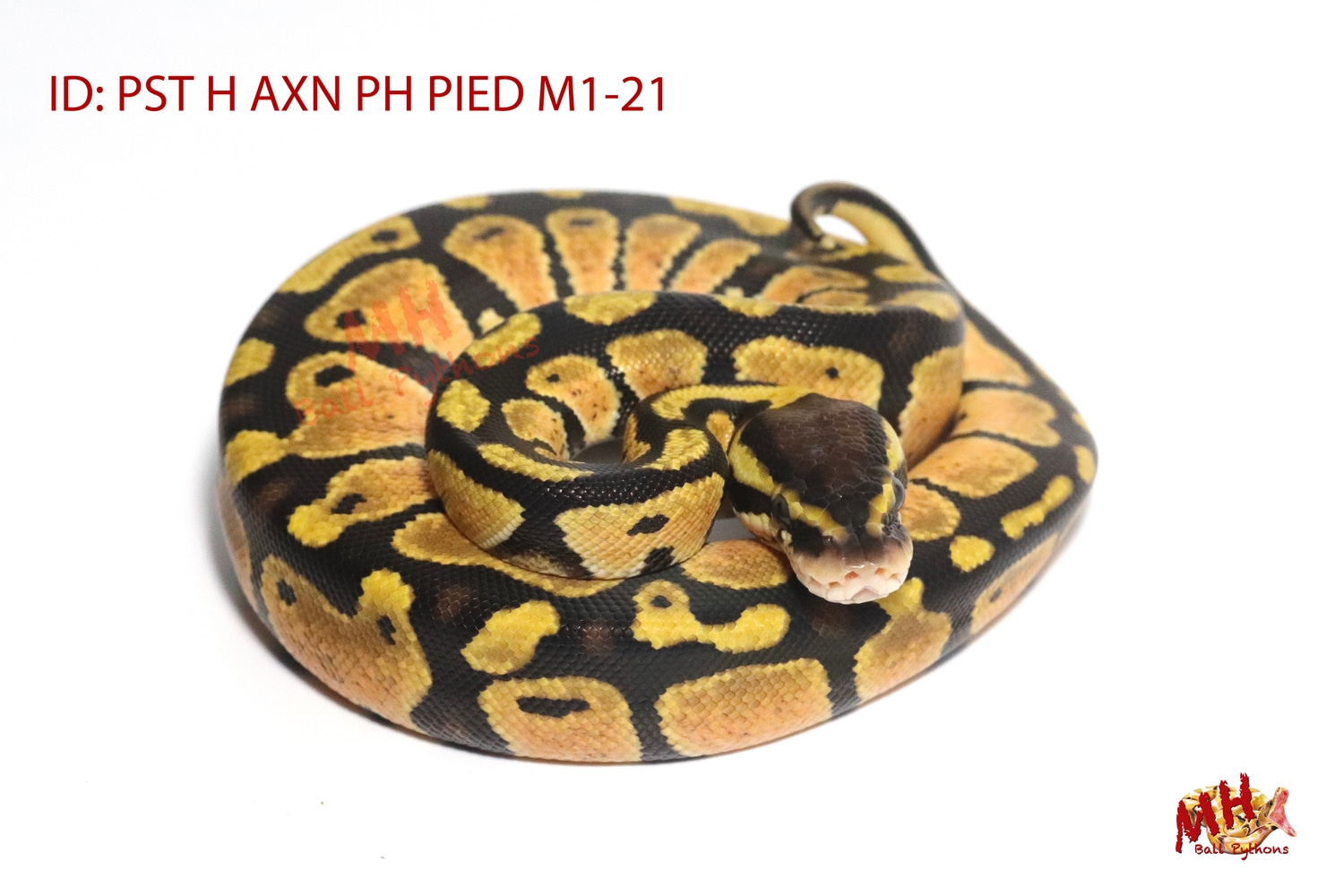 Pastel 100% Het TSK Axanthic 50% Possible Het Pied Ball Python by MH ...