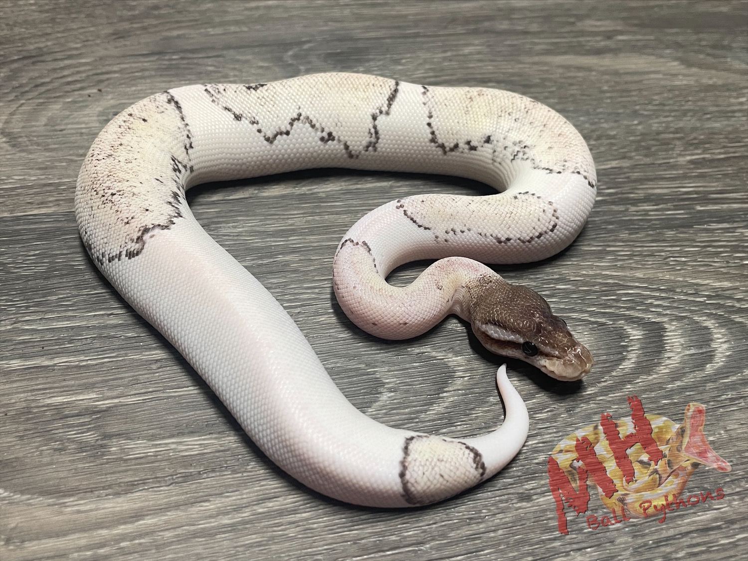 Super Pastel Mojave TSK Axanthic Pied Ball Python by MH Ball Pythons ...