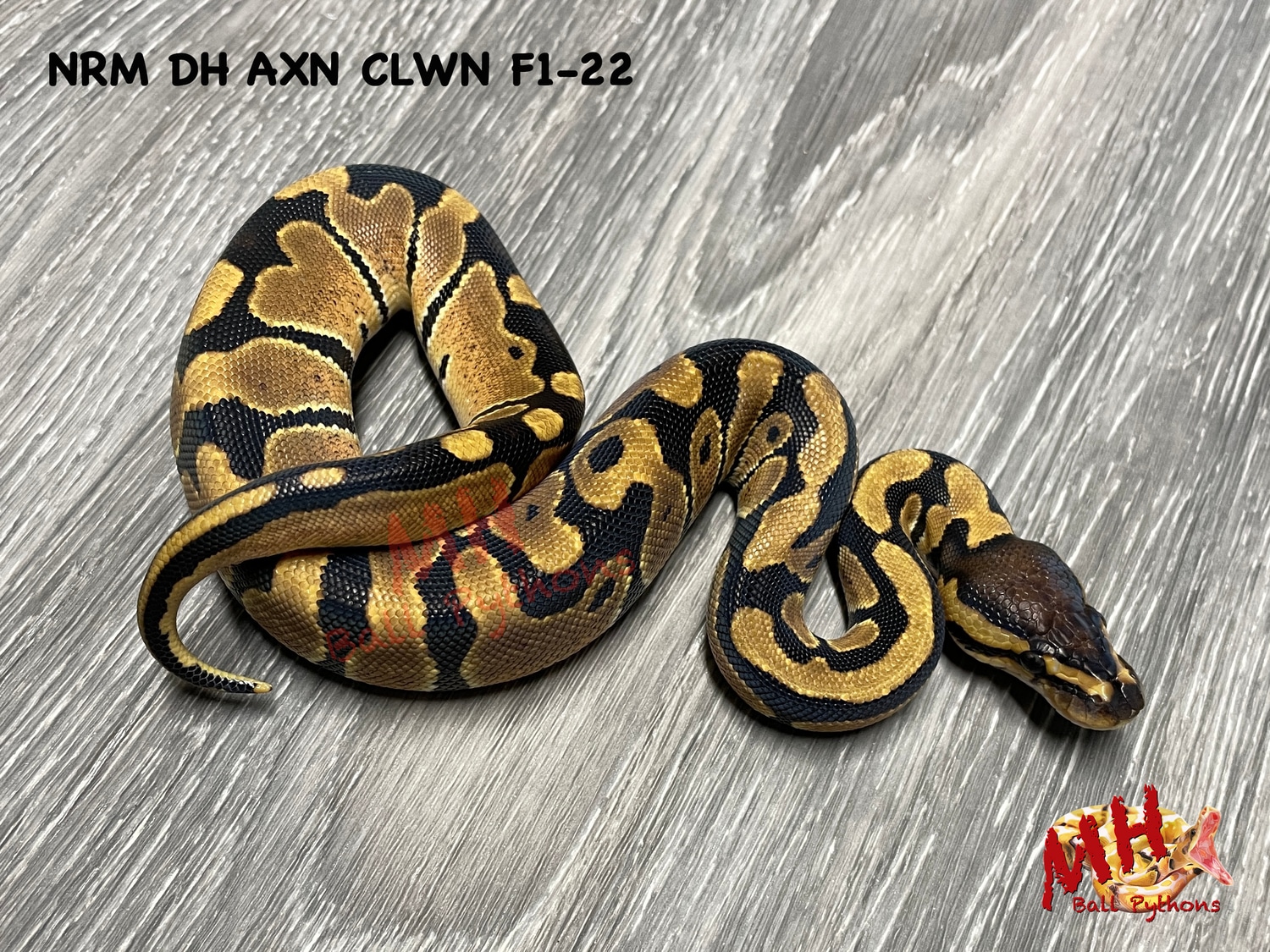 Normal 100% Double Het TSK Axanthic Clown Ball Python by MH Ball ...