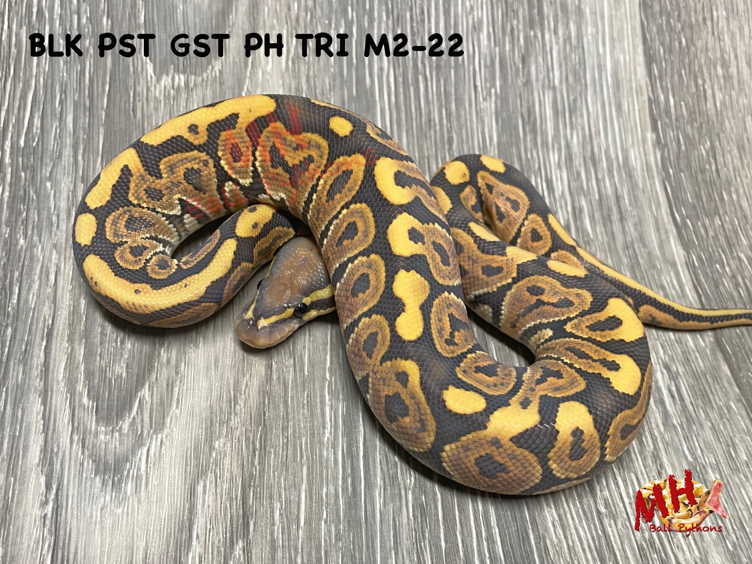 Black Pastel Ghost 50 Possible Het Tristripe Ball Python by MH Ball