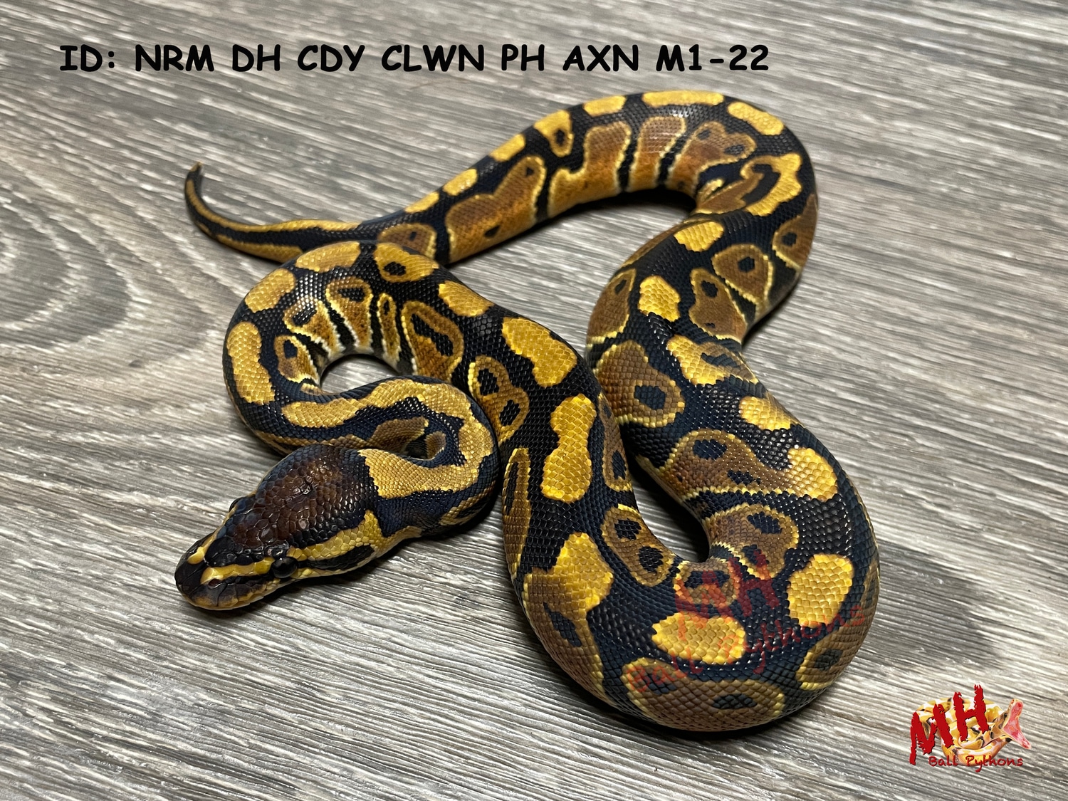 Normal 100% Double Het Candy Clown 50% Possible Het TSK Axanthic Ball ...