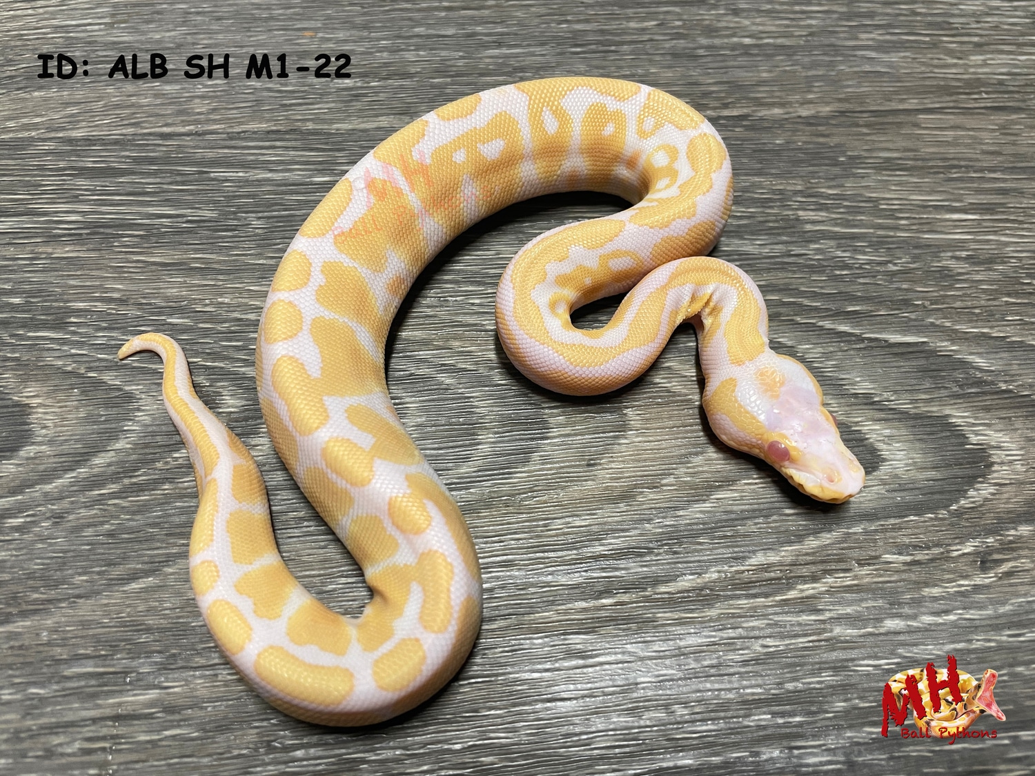 Albino Scaleless Head Ball Python by MH Ball Pythons - MorphMarket