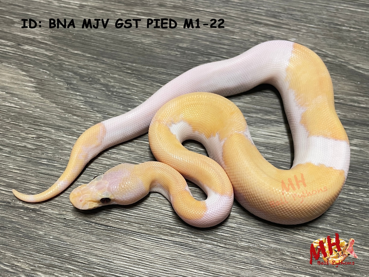 Banana Mojave Ghost Pied Ball Python by MH Ball Pythons MorphMarket